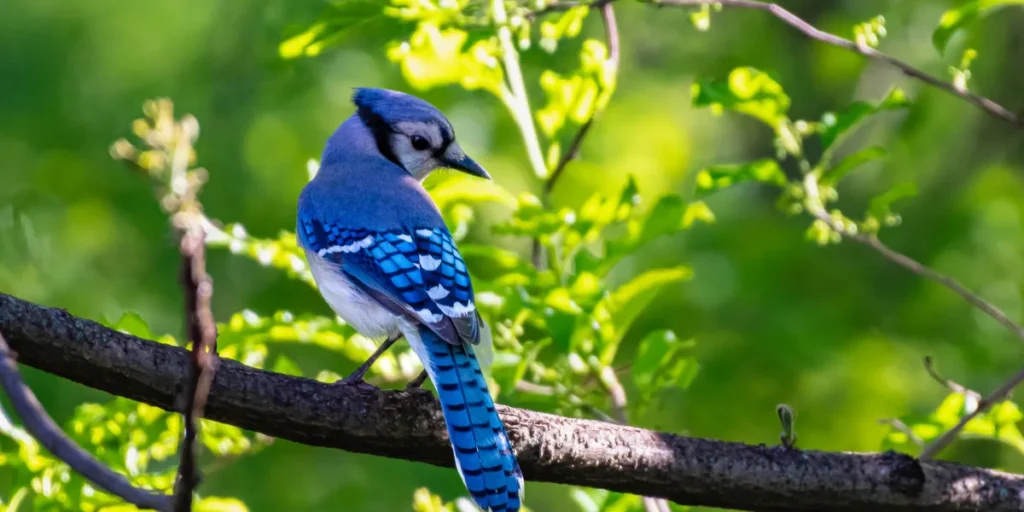 blue jays home run horn